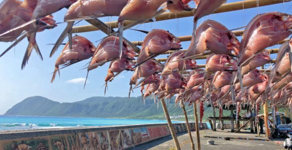 蘭嶼飛魚季